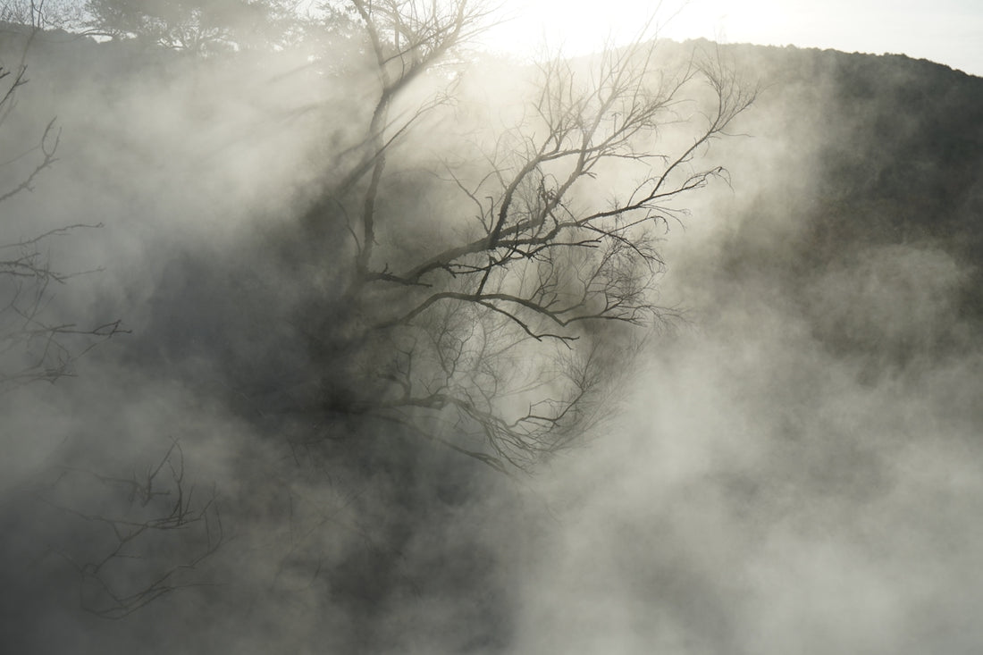 a foggy landscape with a tree in the foreground