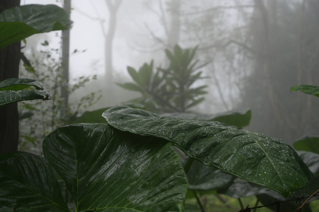 a green leafy plant in the middle of a forest